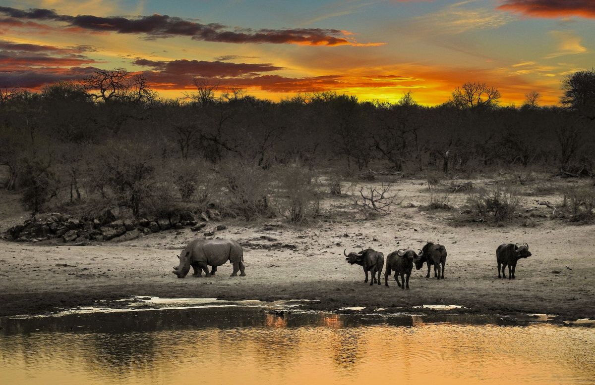 Rhino and buffalo by a waterhole at sunset